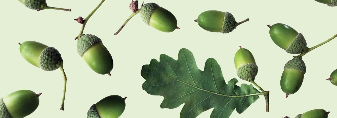 Acorn pattern.
