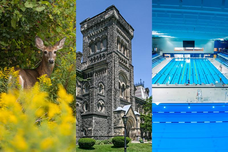 3 side-by-side images show a deer among goldenrod flowers, the tower of University College, and the Pan Am swimming pool.