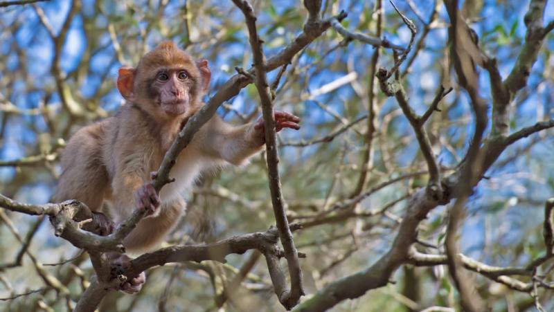 A Barbary macaque monkey grabs branches in a leafless treetop.