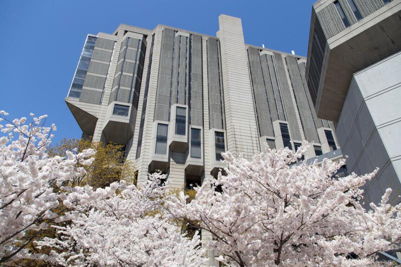 Cherry blossoms in full bloom at the base of Robarts Library on a sunny day.