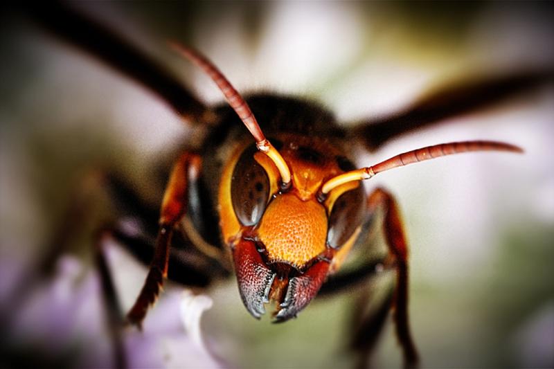A close-up of the Asian giant hornet shows its large face, strong jaws and small eyes.