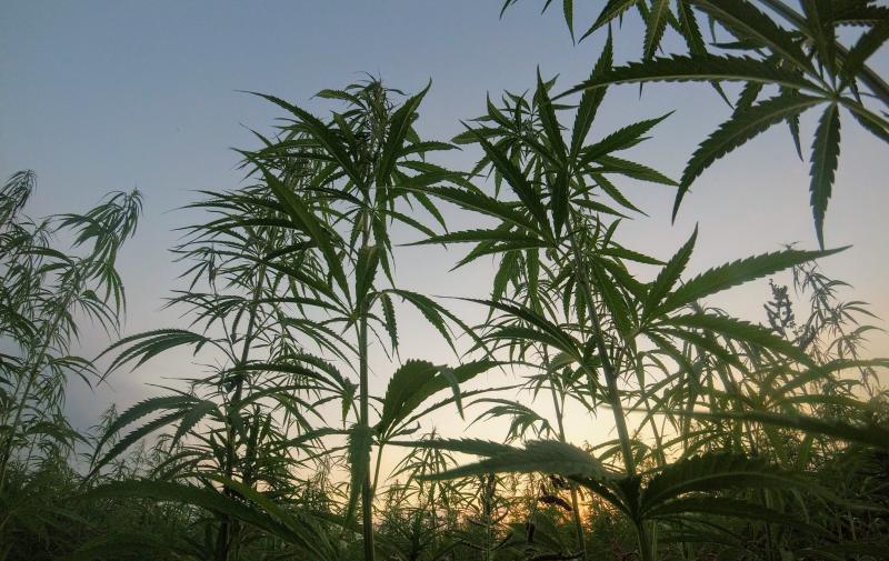 Cannibis plants as seen by someone lying on the ground looking up. The sun rises behind the spiky leaves.