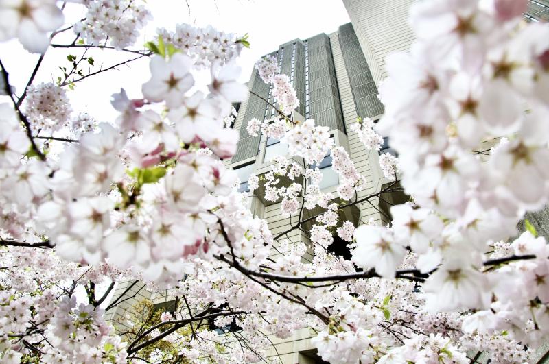 Robarts Library is framed by clusters of delicate spring cherry blossoms.