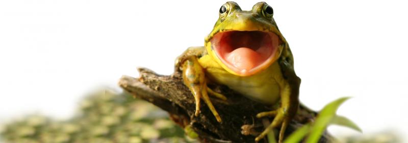 Frog yelling