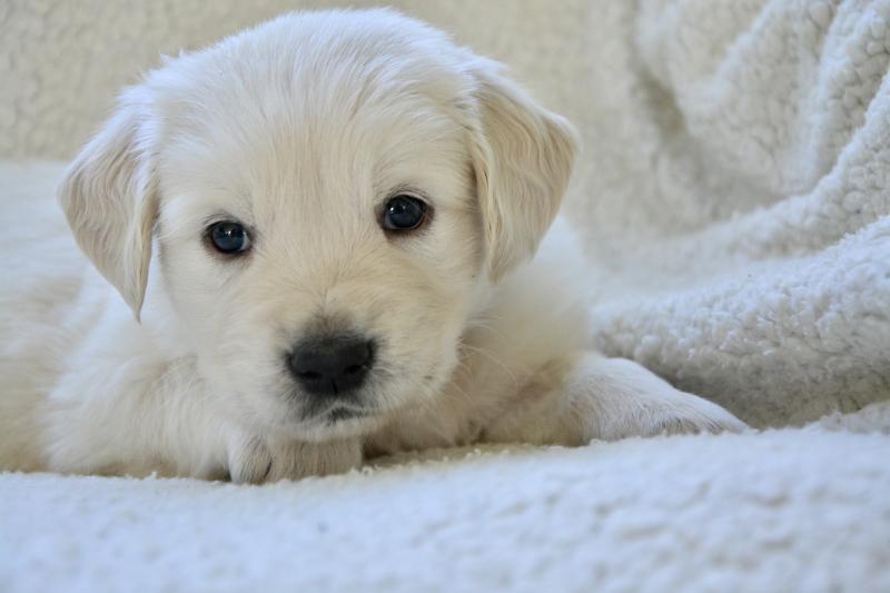 Puppy Yoga