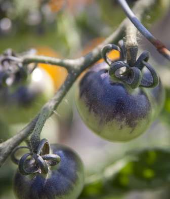 Green and blue tomatoes grown in sky garden