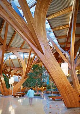 Wooden pillars in the curved shape of branched trees soar under a ceiling filled with skylights.