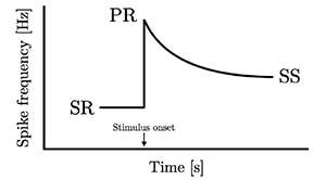 A graph shows a flat line that rises abruptly at stimulus onset, then slowly curves down again.