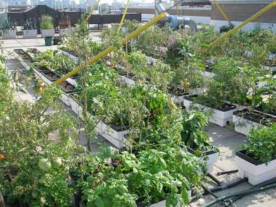 Sky Garden semi-hydroponic containers