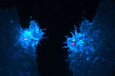 Two spiky blobs, each with a pill-shaped salmonella bacterium inside.