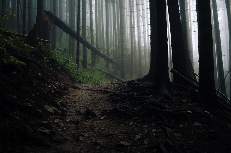 Bare tree trunks look like stripy bars in a photo of a mist-filled forest. Roots twist across the forest floor.