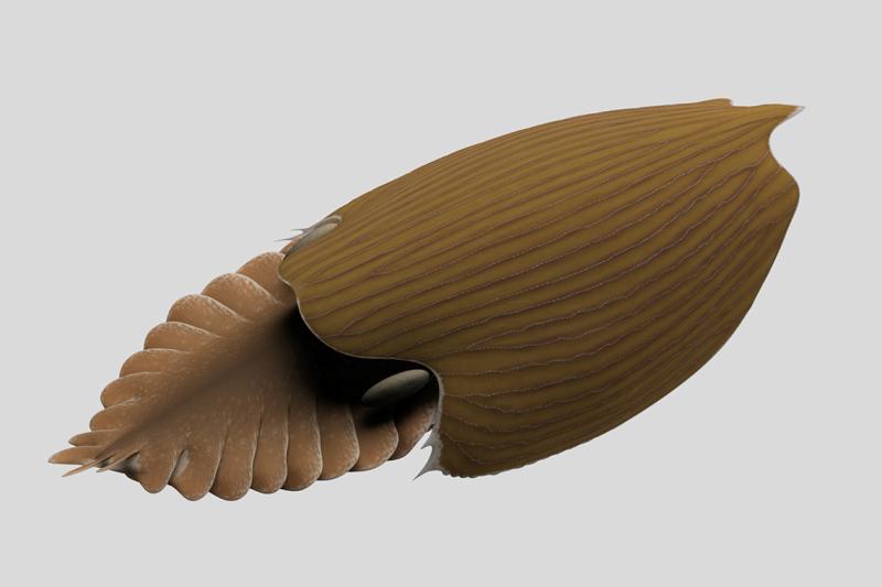 An artist's illustration of the Titanokorys shows a soft-bodied creature shaped like a seaweed pod with a multi-flapped tail.