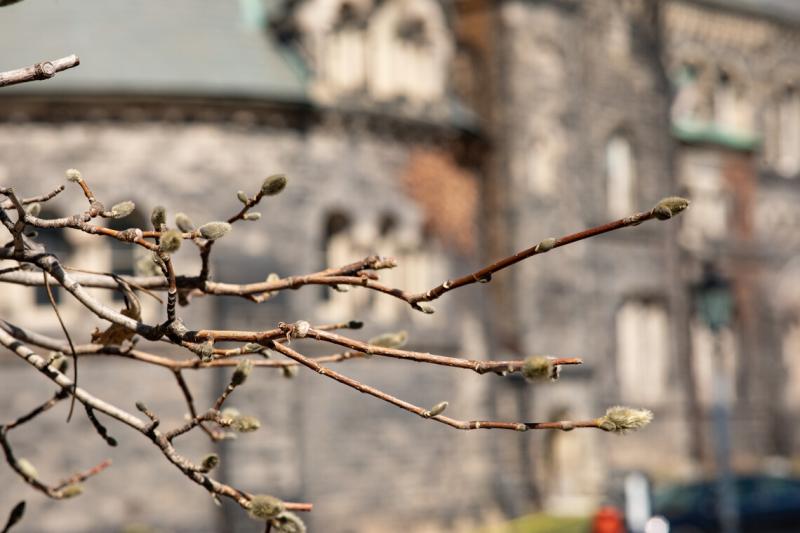 Pussy willow buds open on an array of twigs.