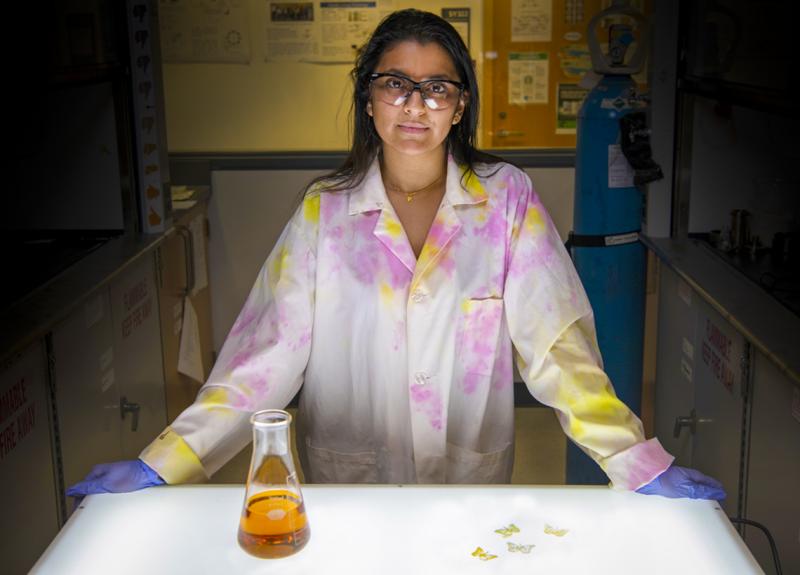 Rajshree Biswas stands behind a beaker of oil and four tiny plastic butterflies.