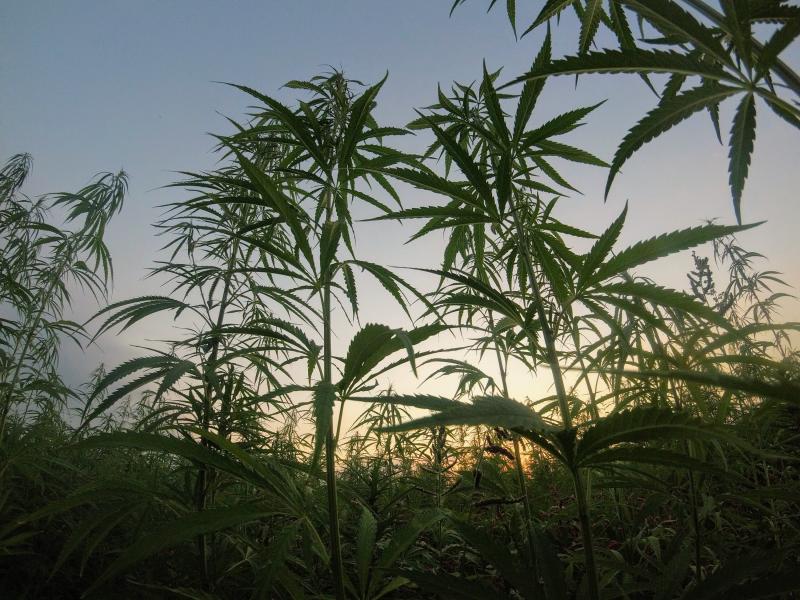 Cannibis plants as seen by someone lying on the ground looking up. The sun rises behind the spiky leaves.