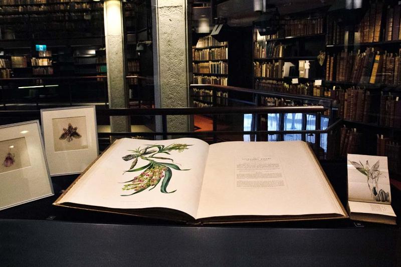 Photo of the book "Orchidaceae of Mexico and Guatemala", which weighs a whopping 38 pounds and features life-sized illustrations of orchids (photo by Romi Levine) 