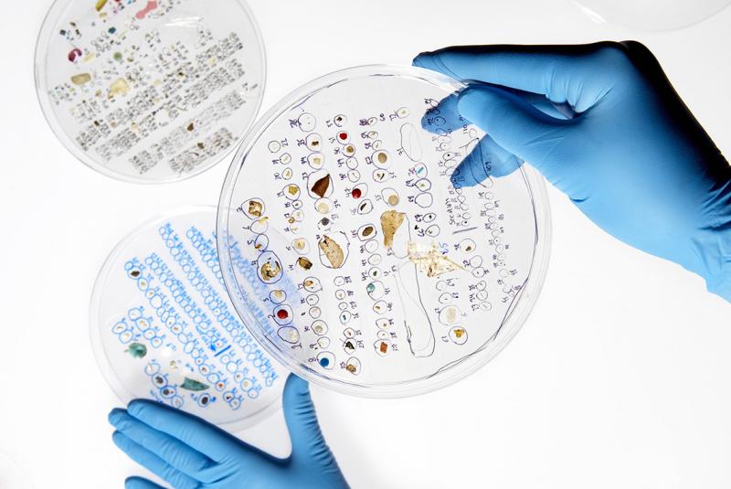 A gloved hand holds a six-inch plate covered with tiny pieces of plastic, each one labelled in pen. (photo by Paul Weeks)