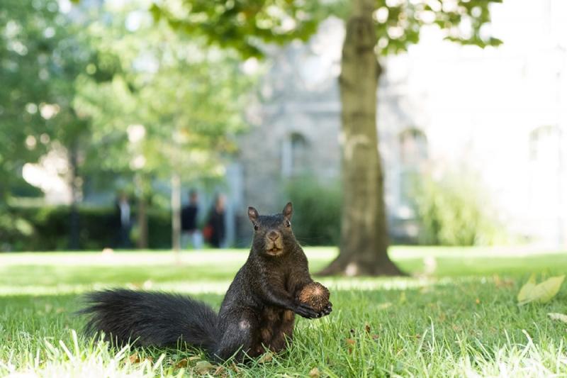 This lucky squirrel made off with a good haul near Sir Daniel Wilson Residence (photo by Laura Pedersen) 