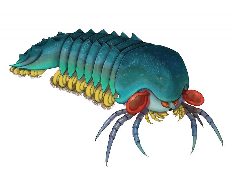 A drawing of Mollisonia plenovenatrix: a segmented body like lobster tail and several spiky, jointed legs protruding from the face.