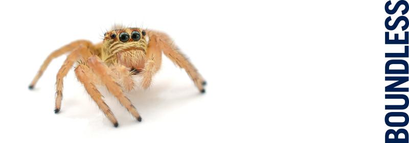 Image of cute spider 