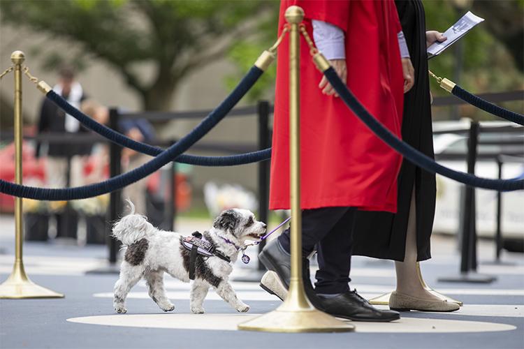 A small fuzzy dog trots at the heels of two robed people walking between guide ropes.
