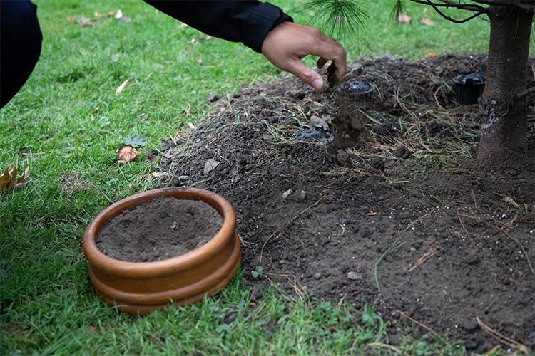 A hand lifts a handful of soil and places it in a beautifully turned wooden bowl resting at the foot of a tree.