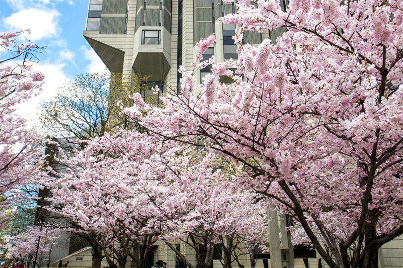 A cloud of pink cherry blossoms hide the grey concrete wall of Robarts Library.