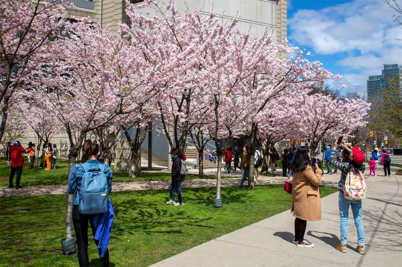 About 20 people wander beneath a grove of cherry trees in full bloom.