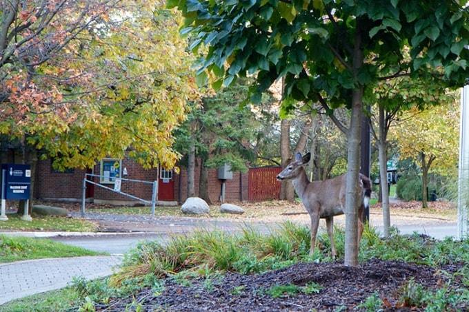 A deer pauses under a tree on the U of T Mississauga campus. (photo by Cesar Mejia)