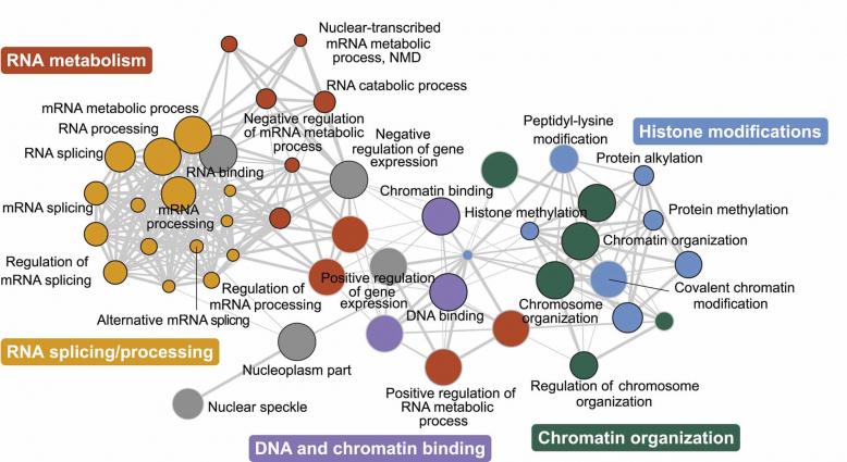 U Of T Researchers Discover Genetic Network Linked To Autism ...