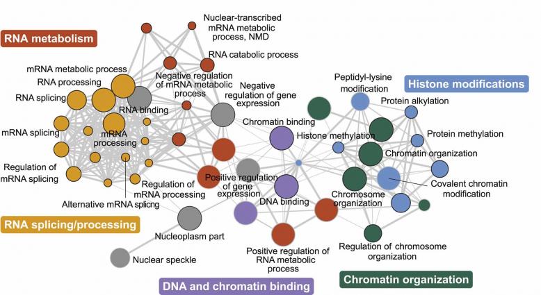 A chart showing links between genetic components of autism