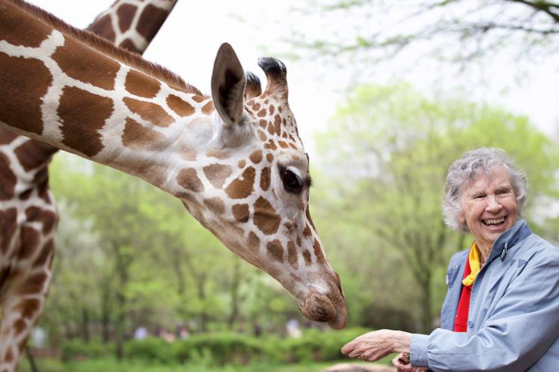 Anne Innis Dagg laughs as a giraffe, whose head is almost bigger than she is, nuzzles her hand.