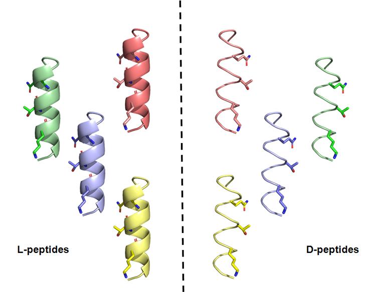 A drawing shows L-peptides looking like thick corkscrews, and D-peptides like thin corkscrews spiralling the opposite way.