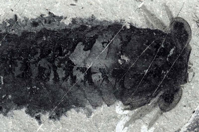 The Mollisonia fossil: a dark shape on lighter rock, oblong with two large oval eyes on stalks and a segmented body like a lobster's tail.