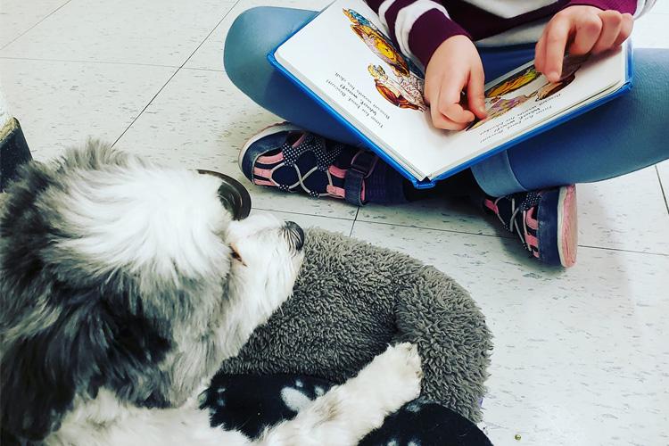 Service dog Kailey looks attentive near the crossed legs of a child holding a picture book.