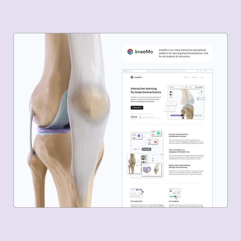 An illustration of the inside of a knee