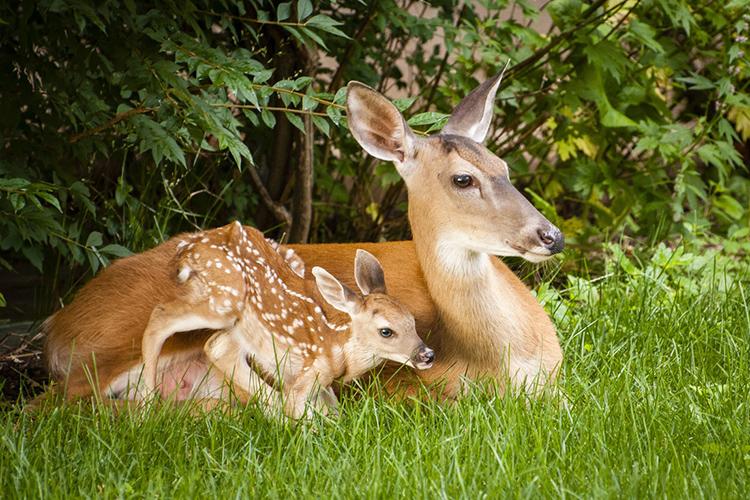 A baby fawn nestles close to a mother deer.