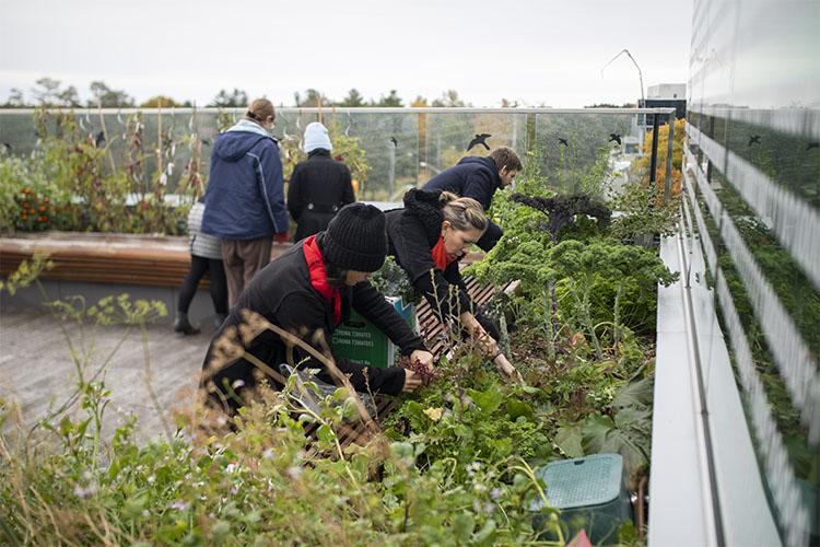 In a rooftop garden, a group of people tend plants in waist-high planter boxes.
