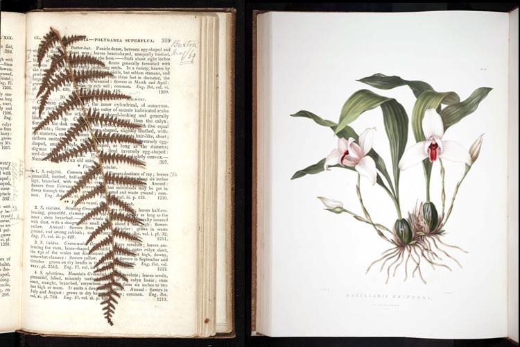 A fern specimen, added to A Systematic Arrangement of British Plants by an enthusiastic reader, and an illustration of an orchid in Orchidaceae of Mexico and Guatemala