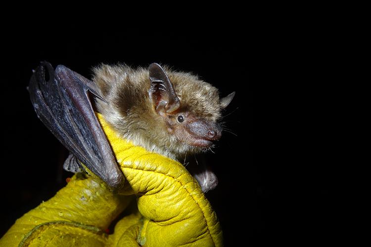 A small furry bat clings to a scientist's mittened hand with its leathery wings and tiny feet.