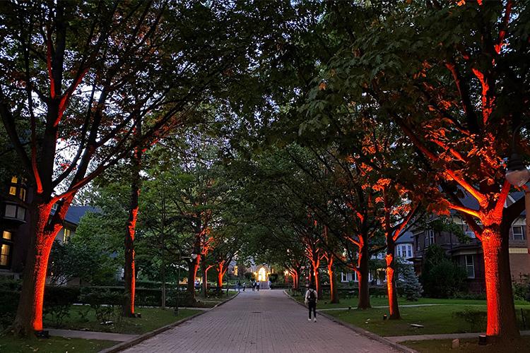 Orange lights hidden at the foot of trees light up trunks and branches all down a cobbled, tree-lined street.
