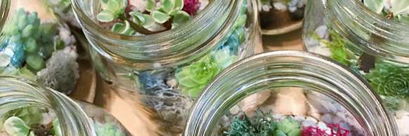 York Region, ON: Plantit Succulent Workshop