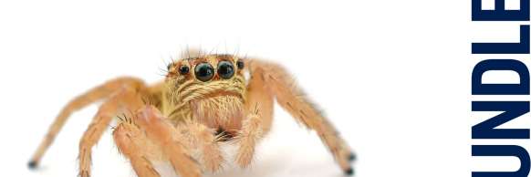 Image of cute spider