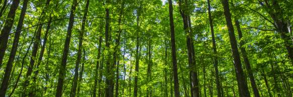 Simcoe County, ON: Alumni & Friends Fall Colours Hike