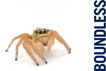 Image of cute spider 