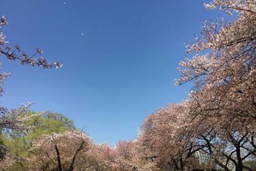 Tokyo, JP: Alumni & Friends Spring Gathering