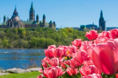Ottawa, ON: Lunch & Walk through Tulip Festival 