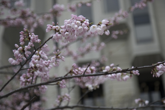 Cherry blossom trees outside Robarts Library close up (photo by Noreen Ahmed-Ullah) 