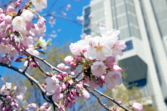 A close-up shot of delicate cherry blossoms with U of T's Robarts Library in the background.