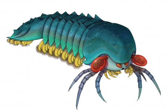 A drawing of Mollisonia plenovenatrix: a segmented body like lobster tail and several spiky, jointed legs protruding from the face.